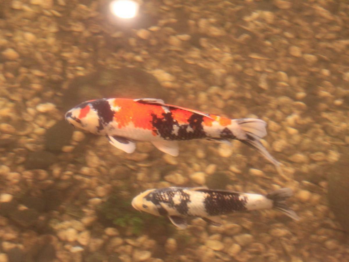Yamashiro Onsen Miyabi No Yado Kaga Hyakumangoku Hotel Bagian luar foto